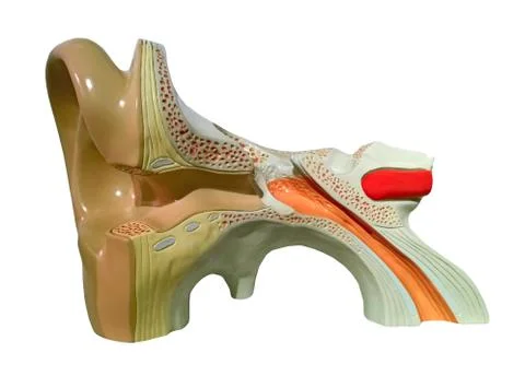 Model of inner ear Stock Photos