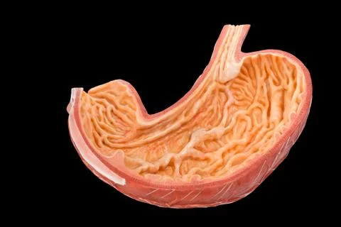 Model inside of human stomach on black background Stock Photos