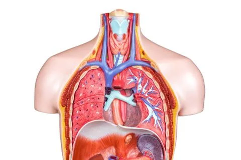 Model internal human body on white background Stock Photos