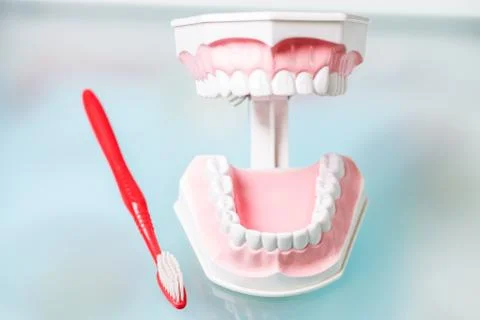 Model of jaws and a toothbrush Stock Photos