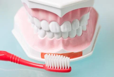 Model of jaws and a toothbrush Stock Photos