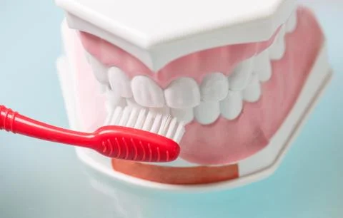 Model of jaws and a toothbrush Foto stock