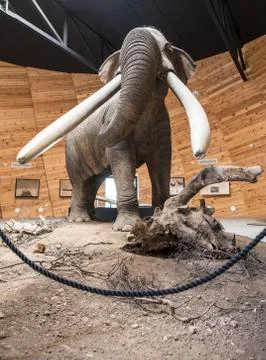 Model of mastodon Stock Photos