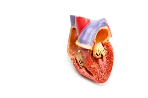Model of open human heart isolated on white background Stock Photos