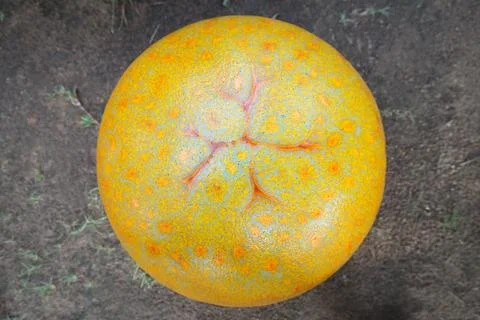 Model of orange Stock Photos