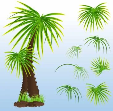 Model of palm trees with leaves Stock Illustration