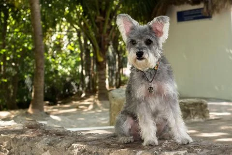 Model pet Stock Photos