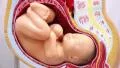 Model of physiological pregnancy HD Footage
