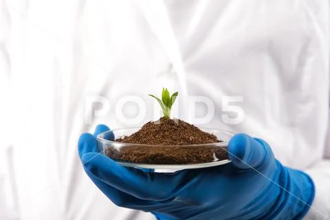Model plant in a research lab Stock Photos