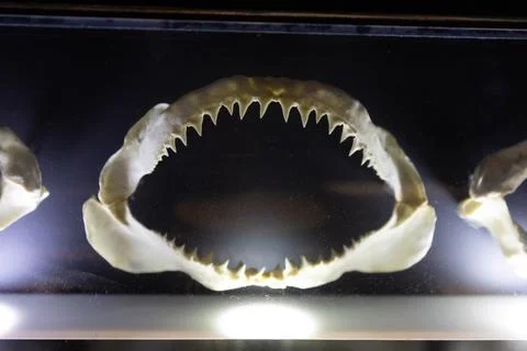 Model of shark jaws in the oceanarium Stock Photos