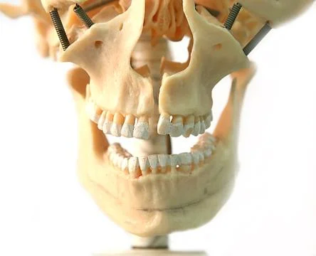 Model of skull Stock Photos