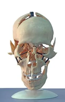 Model of skull Stock Photos