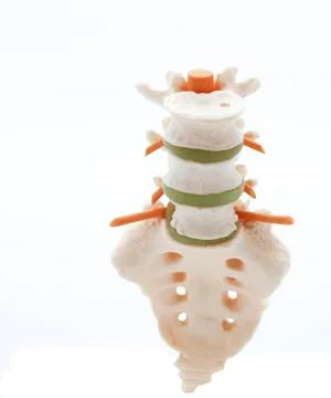 Model of a spinal column Foto stock
