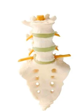 Model of a spinal column Stock Photos