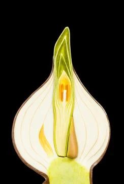 Model of sprouting onion on black background Stock Photos