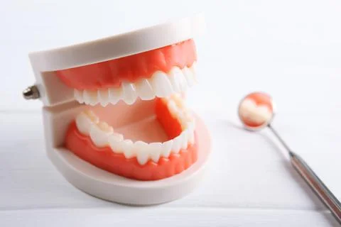 Model of teeth and dental instruments and dental care products Stock Photos