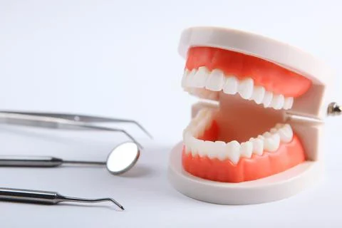 Model of teeth and dental instruments and dental care products Stock Photos