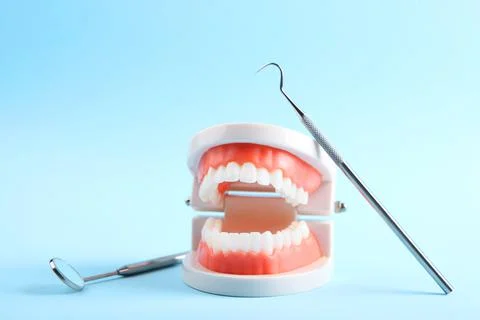 Model of teeth and dental instruments and dental care products 写真素材