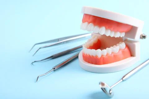 Model of teeth and dental instruments and dental care products Stock Photos