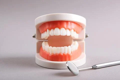 Model of teeth and dental instruments and dental care products Stock-Fotos
