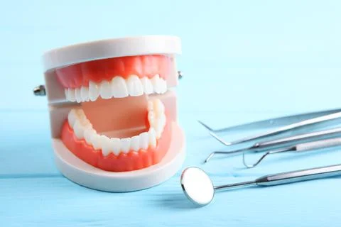 Model of teeth and dental instruments and dental care products 写真素材