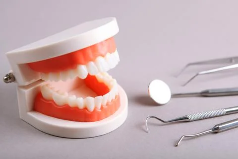 Model of teeth and dental instruments and dental care products Stock-Fotos