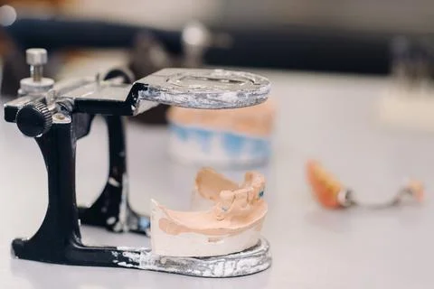 Model of teeth made of plaster of the jaw for dental technicians Stock Photos