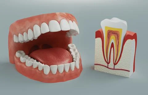 Model of Teeth for teaching oral hygiene. Human jaw model. 3d rendering Ilustración de archivo