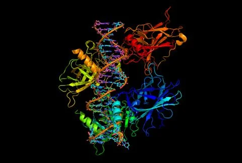 Model of a tumor-suppressing protein binding to dna Stock Illustration