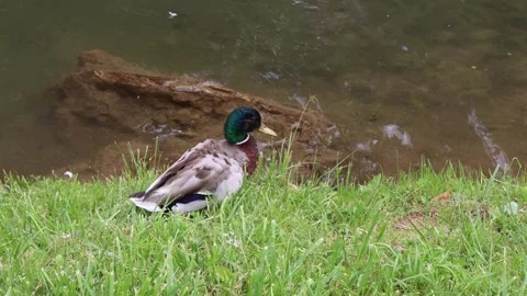 MODELLO 4K Vidéo 244778245