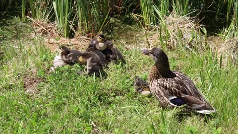 MODELLO 4K Vidéo 244778323