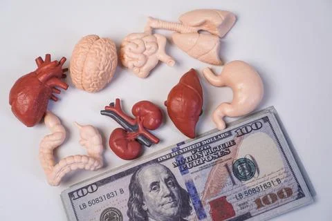 Models of human internal organs, including the brain, heart, lungs, stomach.. Stockfoto's