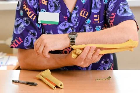 Models of the radial bones of the hand Stock-Fotos