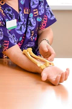 Models of the radial bones of the hand Stock Photos