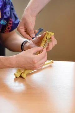 Models of the radial bones of the hand Stock Photos