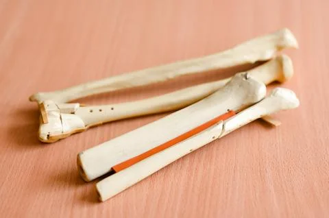 Models of the radial bones of the hand Stock-Fotos