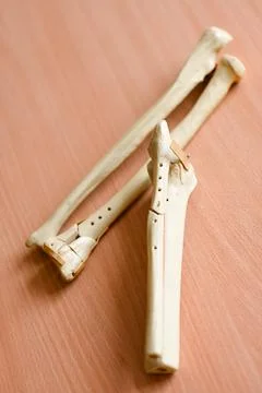 Models of the radial bones of the hand Stock Photos