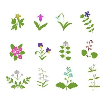 Moderate forest flowers Stock Illustration