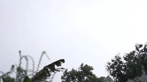 Moderate Rain and Wind in the Philippines Stock Footage 135426507