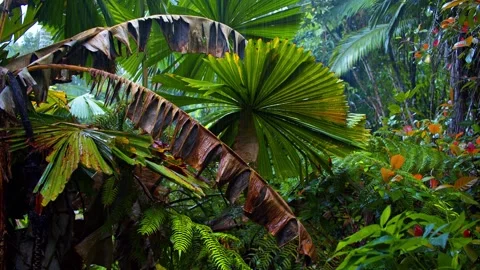 Moderate Rain Falling on Lush Rainforest Foliage Stock Footage 246867144