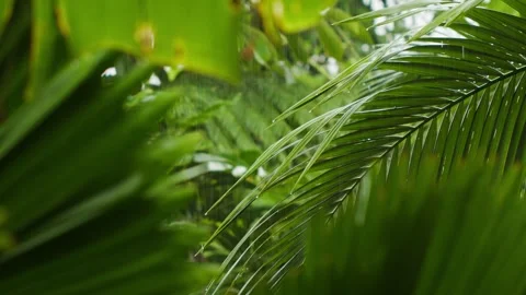 Moderate Rain Falling on Lush Rainforest Foliage Stock Footage 246886914