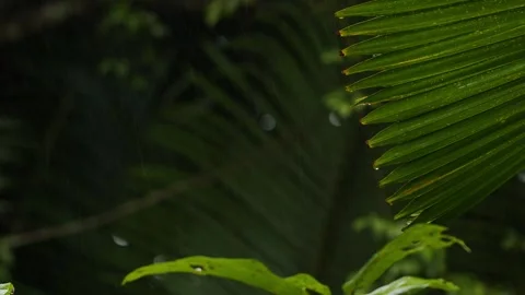 Moderate Rain Falling on Lush Rainforest Foliage. Stock Footage 246890741