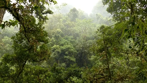 Moderate wind pushes clouds moves trees in Costa Rica jungle Stock Footage 126806049
