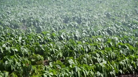 Modern agricultural irrigation system spraying in field 動画素材 220031801