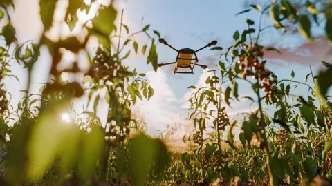 Modern agriculture using a drone to spray a cherry tomato plantation. Preci.. Stock Footage 295259634