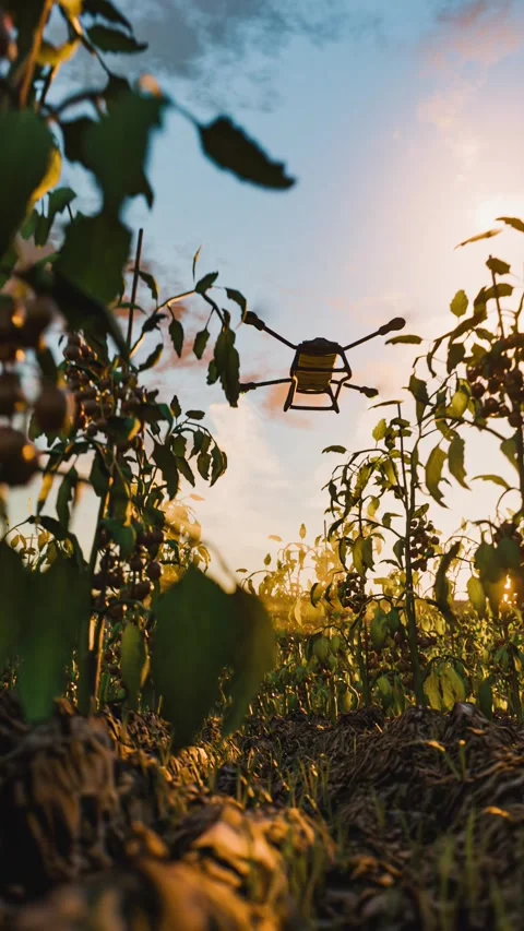 Modern agriculture using a drone to spray a cherry tomato plantation. Preci.. Stock Footage 295296368