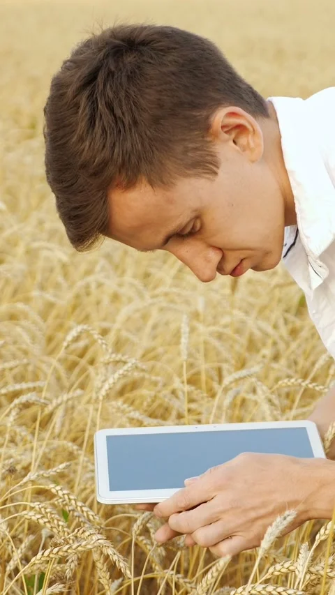 Modern agronomist using a digital tablet for inspecting wheat ears quality in a Vidéo 343910380