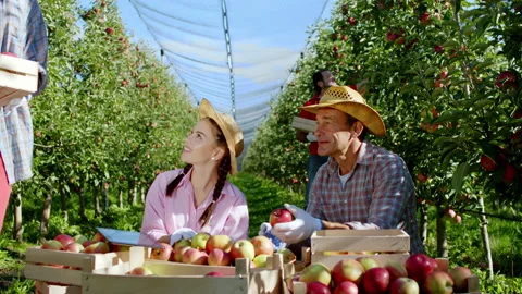 In a modern apple orchard group of workers together collecting the apples from Stock Footage 141763752