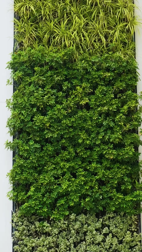 Modern architectural facade with vertical green walls of contemporary urban Stock Footage 315851687