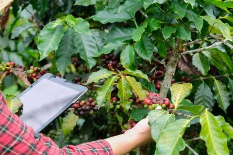 Modern Asian farmer using digital tablet and checking ripe coffee beans. 스톡 사진